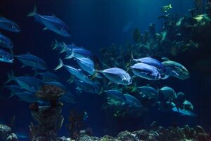 Podvodni svet kao iz bajke: Ovo je najpopularnija destinacija za ronjenje
