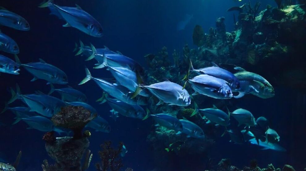 Podvodni svet kao iz bajke: Ovo je najpopularnija destinacija za ronjenje