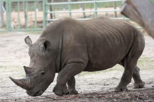 Urađena prva vantelesna oplodnja belog nosoroga