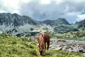 retezat planina 1