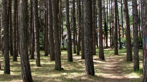 Nije sve samo suvi luksuz: Na Zlatiboru sve popularnije kampovanje